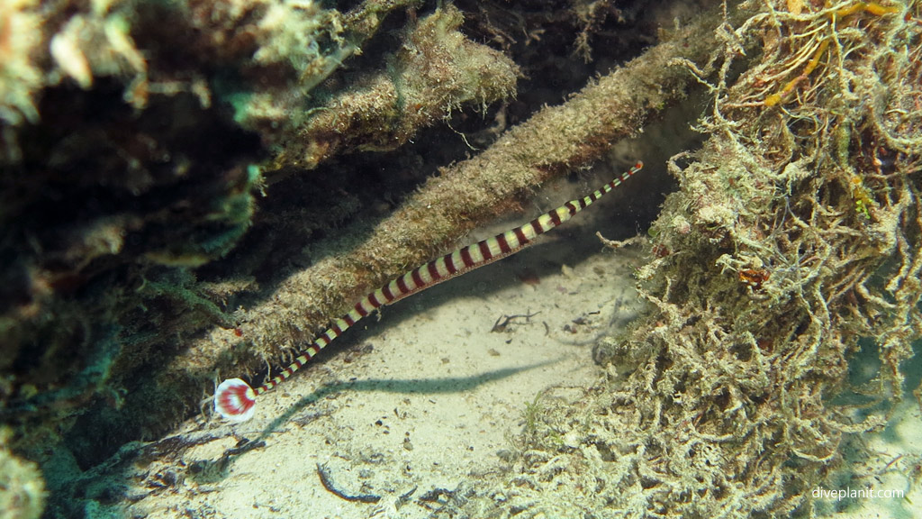 Ringed pipefish carrying eggs diving Awas Reef at Scuba Junkies Mabul Sabah Malaysia by Diveplanit