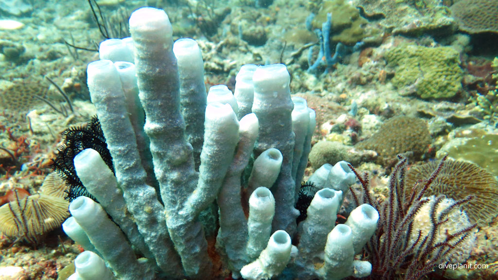 Organ pipe sponges diving Clement Reef Gaya Island at Tunku Abdul Rahman Marine Park Kota Kinabalu Sabah Malaysia by Diveplanit