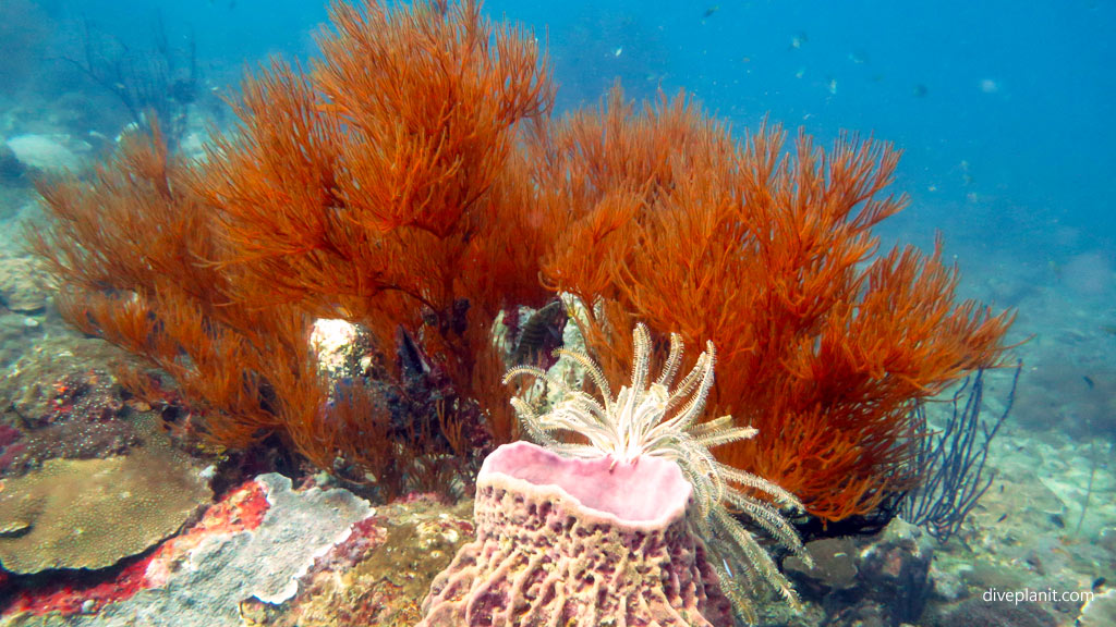 Barrel sponge with feather star and bushy corals diving Sabah Clement Reef Gaya Island with Dive Downbelow at Tunku Abdul Rahman Marine Park Kota Kinabalu Sabah Malaysia by Diveplanit