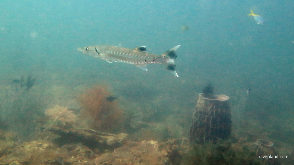 Blackfin Barracuda diving Clement Reef Gaya Island at Tunku Abdul Rahman Marine Park Kota Kinabalu Sabah Malaysia by Diveplanit
