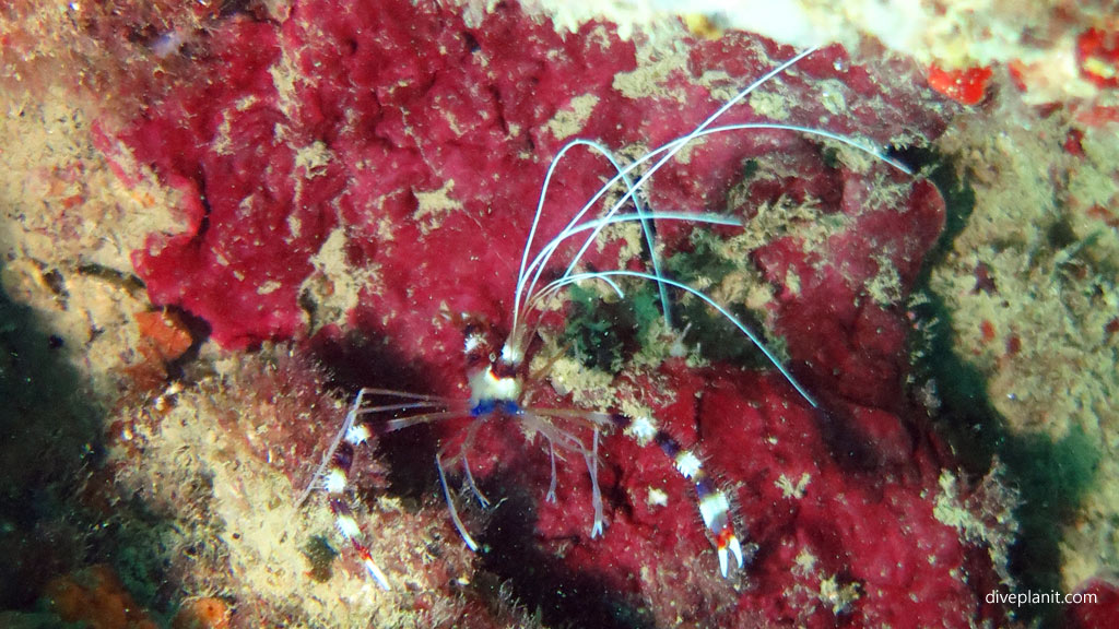 Banded coral shrimp diving Clement Reef Gaya Island at Tunku Abdul Rahman Marine Park Kota Kinabalu Sabah Malaysia by Diveplanit