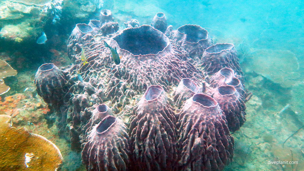 Conglomeration of conjoined barrel sponges diving Clement Reef Gaya Island at Tunku Abdul Rahman Marine Park Kota Kinabalu Sabah Malaysia by Diveplanit