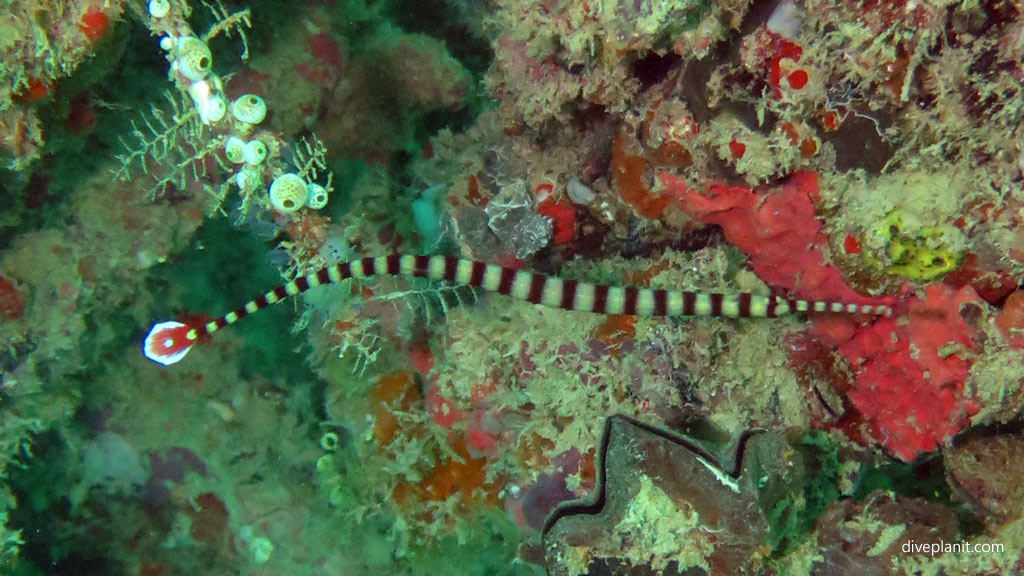 Ringed pipefish diving Froggys Mabul Sabah Malaysia by Diveplanit