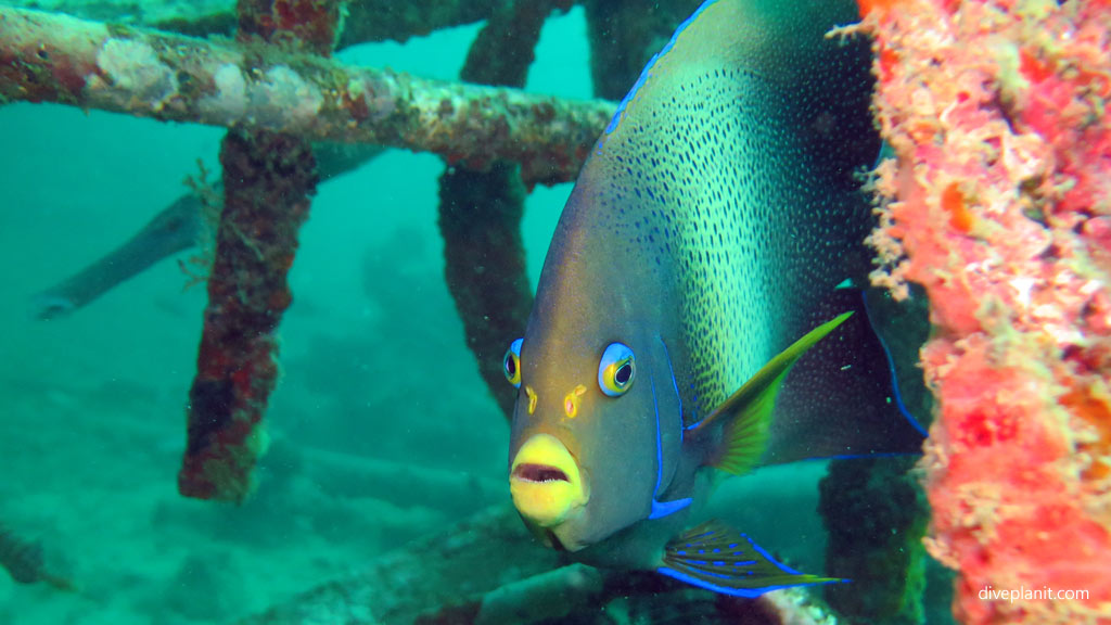 Semicircular Angelfish close up diving Seaventures House Reef at Mabul Sabah Malaysia by Diveplanit
