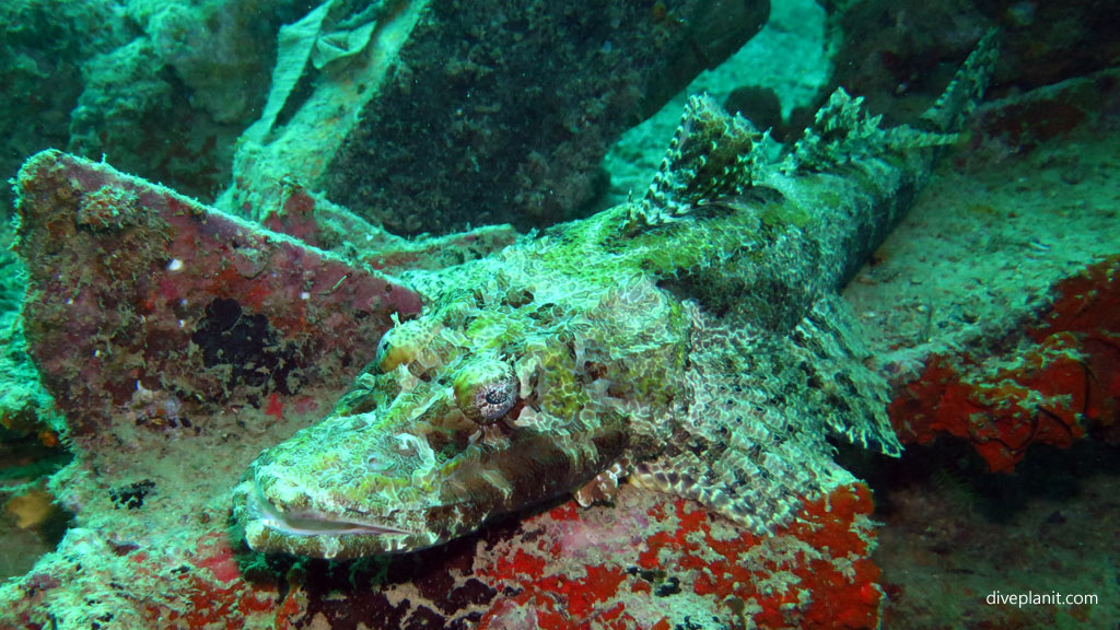 Crocodile flatfish diving Seaventures House Reef at Mabul Sabah Malaysia by Diveplanit