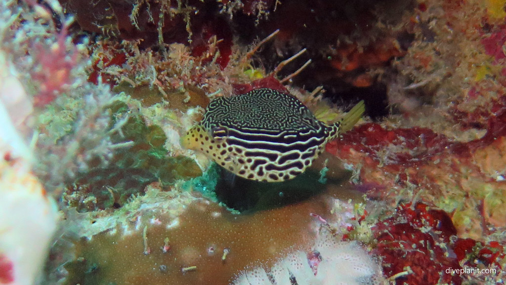 Female Solor Boxfish diving Panglima Reef at Mabul Sabah Malaysia by Diveplanit