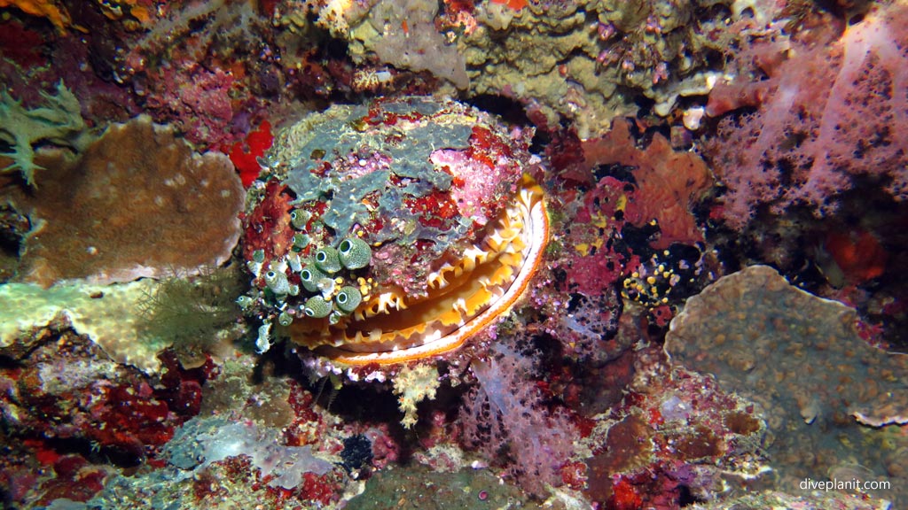 Variable Thorny Oyster diving Coral Gardens at Sipadan Sabah Malaysia by Diveplanit
