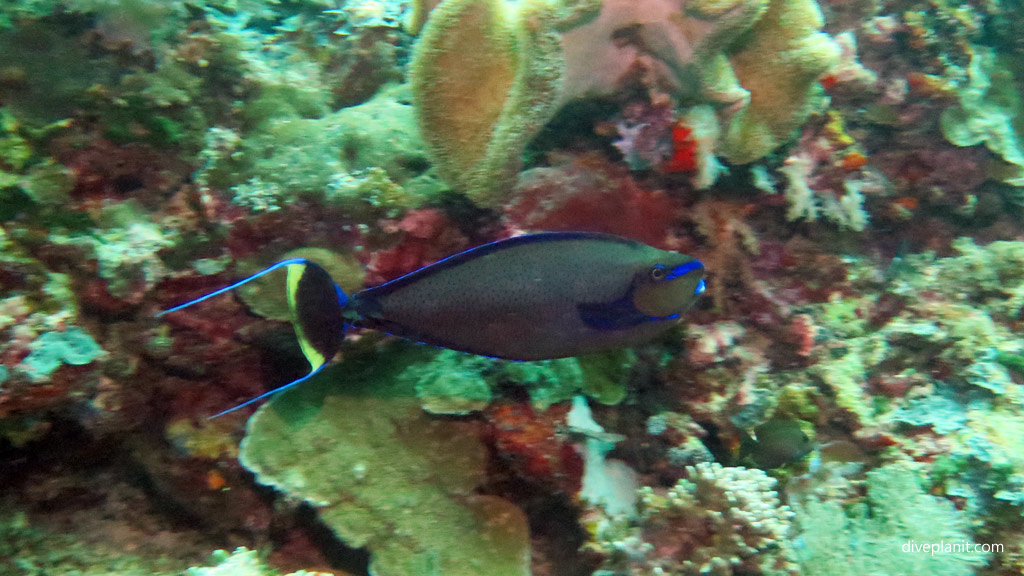 Bignose unicornfish at Coral Gardens diving Sipadan Sabah Malaysia by Diveplanit