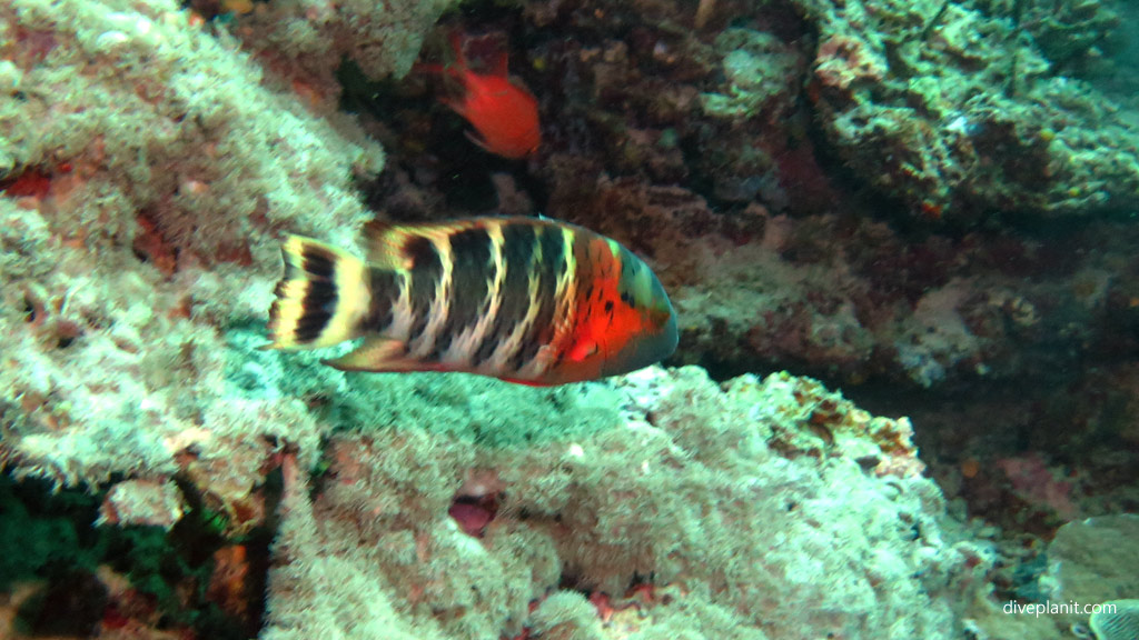 Red-breasted wrasse diving Coral Gardens at Sipadan Sabah Malaysia Diveplanit 8452