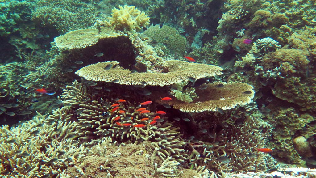 Anthias in coral diving Coral Gardens at Sipadan Sabah Malaysia by Diveplanit