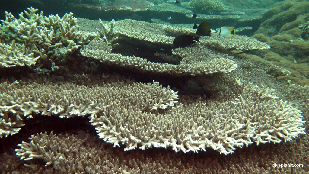 Stacks of branching coral at Coral Gardens diving Sipadan Sabah Malaysia by Diveplanit