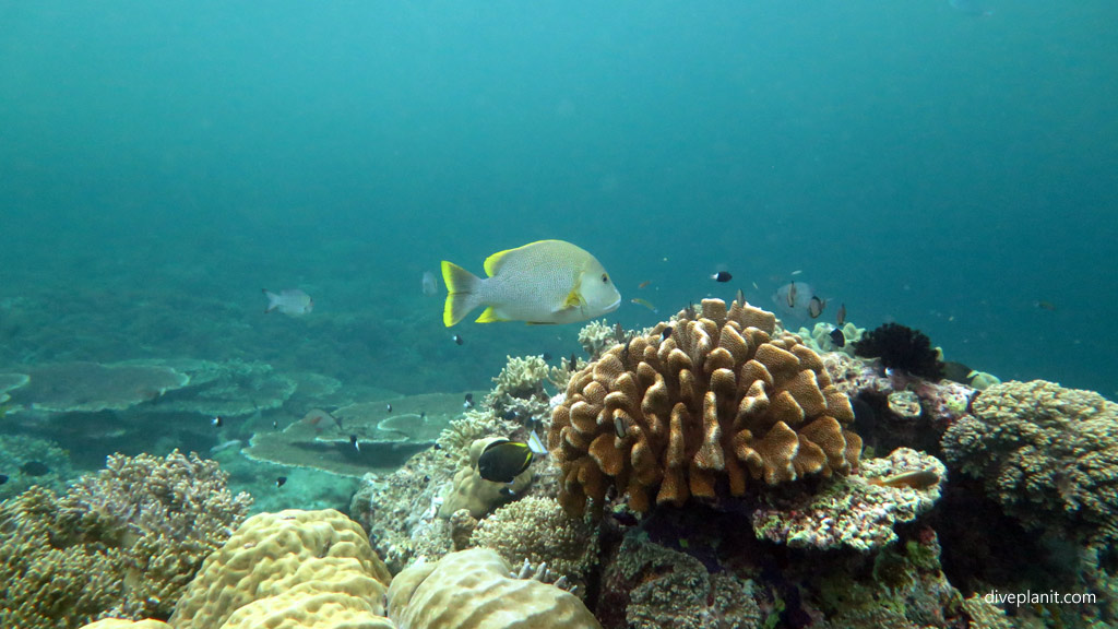 Yellow fin snapper at Coral Gardens diving Sipadan Sabah Malaysia by Diveplanit