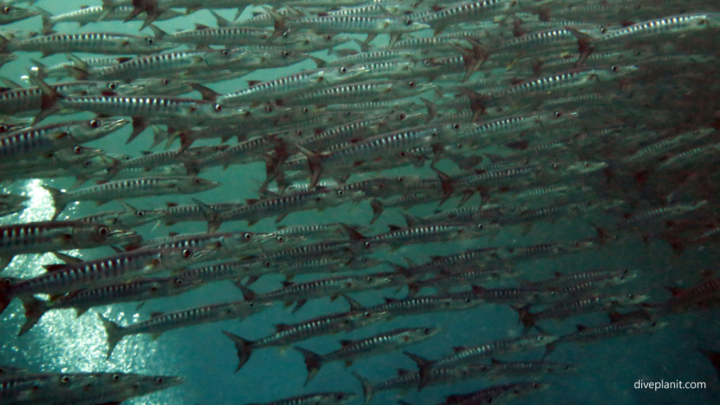 Curtain of barracuda at Barracuda Point diving Sipadan Sabah Malaysia by Diveplanit