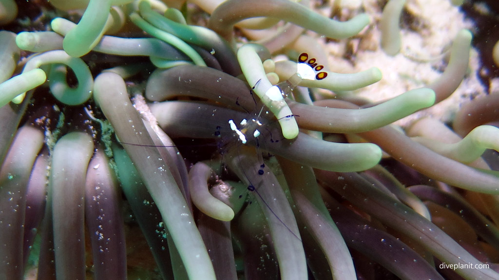 Peacocktail Anemone Shrimp diving Awas Reef at Scuba Junkies Mabul Sabah Malaysia by Diveplanit