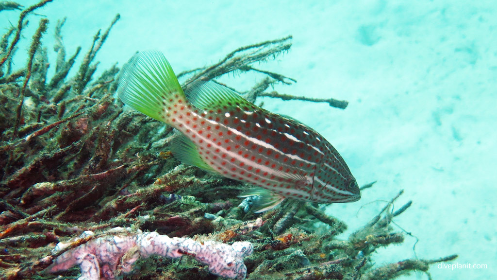 Slender Gouper diving Awas Reef at Scuba Junkies Mabul Sabah Malaysia by Diveplanit