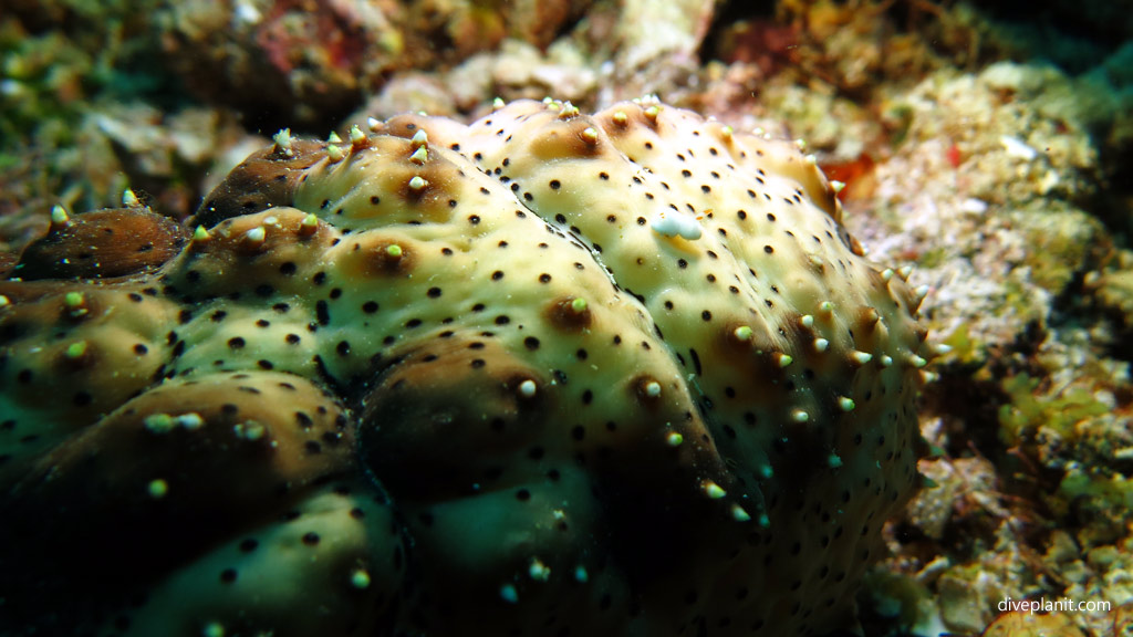 Nudi on a seacucumbers bum diving Stingray City at Mabul Sabah Malaysia by Diveplanit