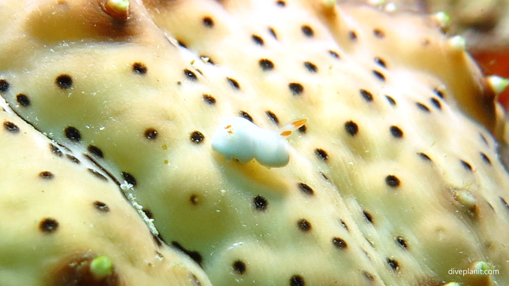 Nudi on a seacucumbers bum diving Stingray City at Mabul Sabah Malaysia by Diveplanit