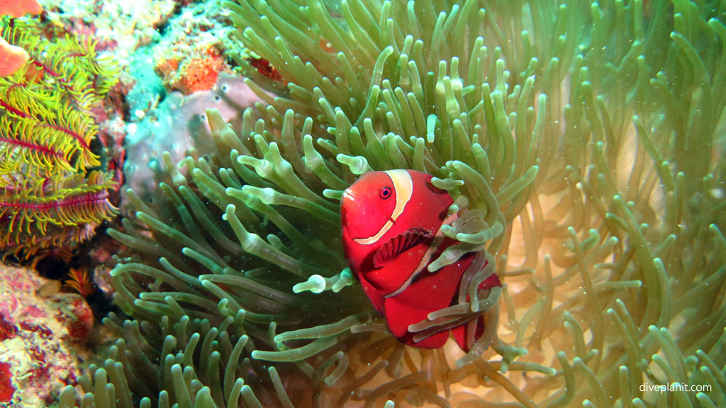 Spinecheek anemonefish diving Lobster Wall at Mabul Sabah Malaysia by Diveplanit