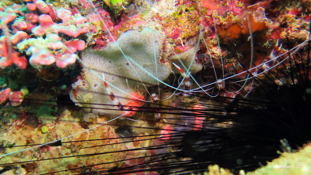 Banded coral shrimp diving Lobster Wall at Mabul Sabah Malaysia by Diveplanit