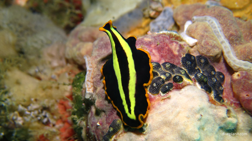 Flatworm black with two yellow stripes and orange margin diving Lobster Wall at Mabul Sabah Malaysia by Diveplanit