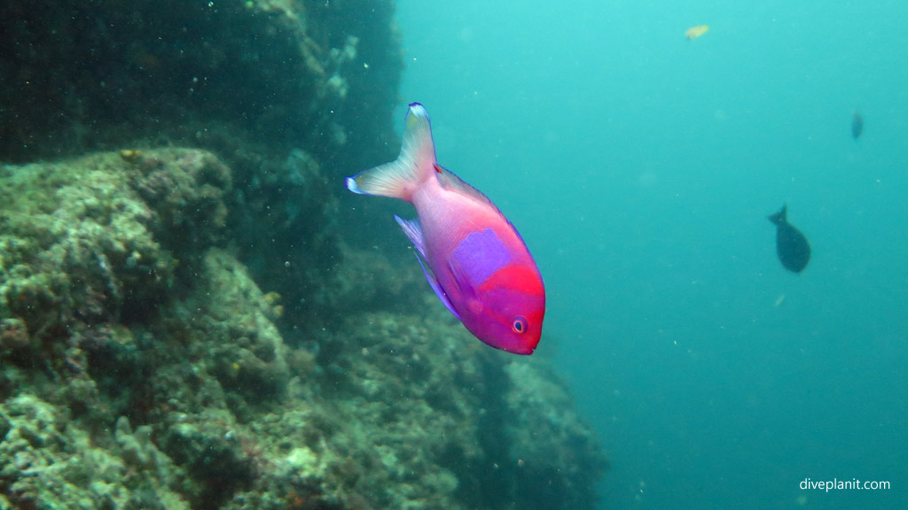Square-spot anthias diving Lobster Wall at Mabul Sabah Malaysia by Diveplanit