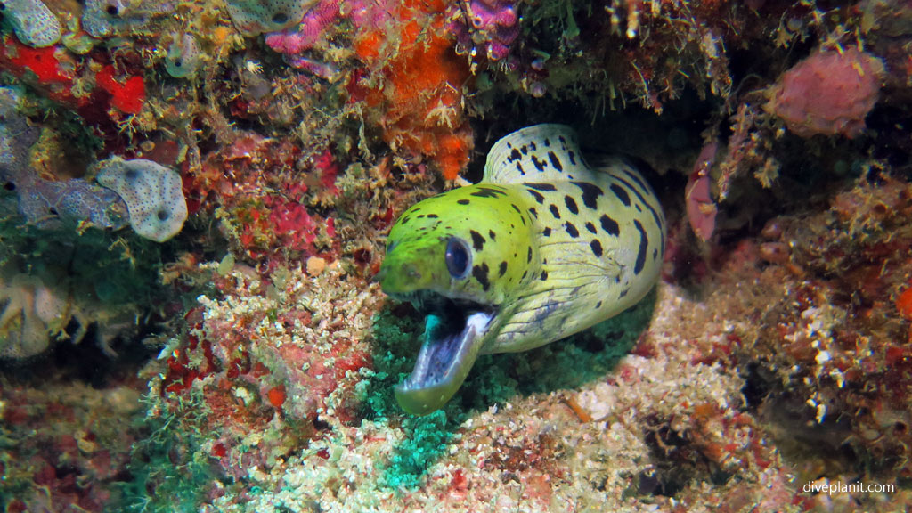 Fimbriated moray speaks diving Lobster Wall at Mabul Sabah Malaysia by Diveplanit