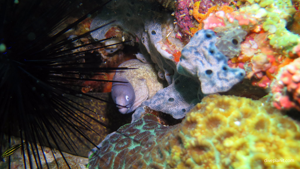 White-eyed moray diving Lobster Wall at Mabul Sabah Malaysia by Diveplanit