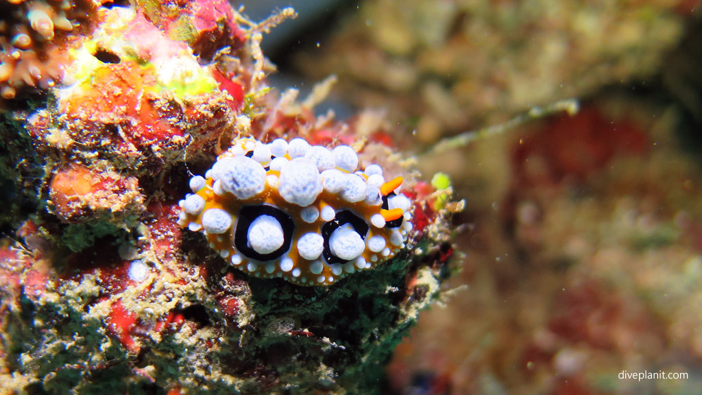Ocellated Phyllidia diving Ribbon Valley at Mabul Sabah Malaysia by Diveplanit