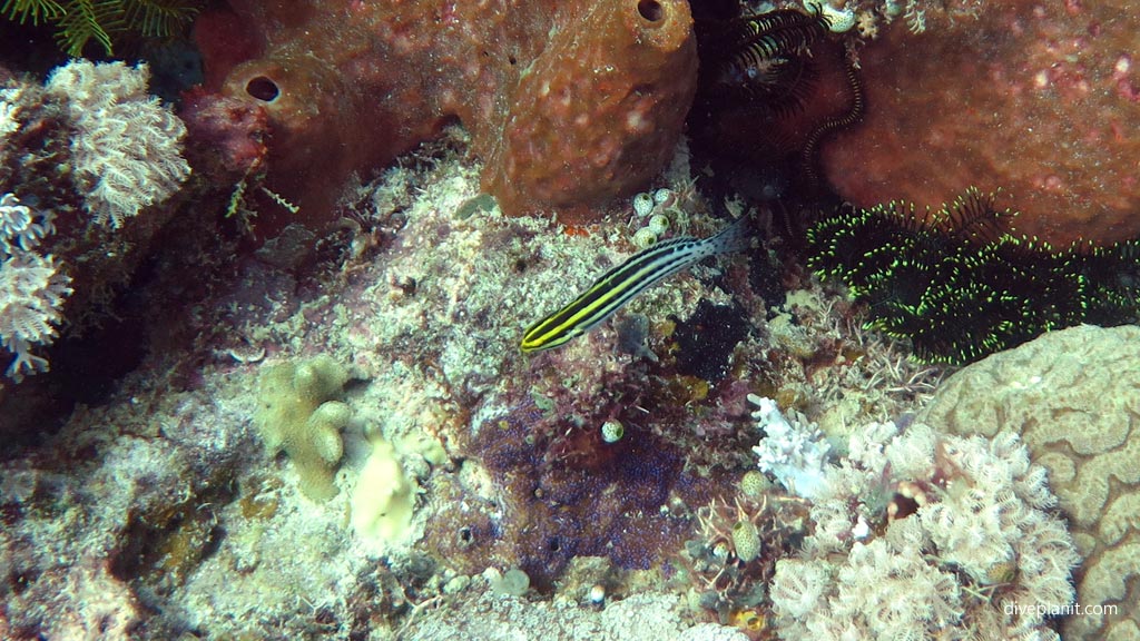 Striped Fangblenny diving Ribbon Valley at Mabul Sabah Malaysia by Diveplanit
