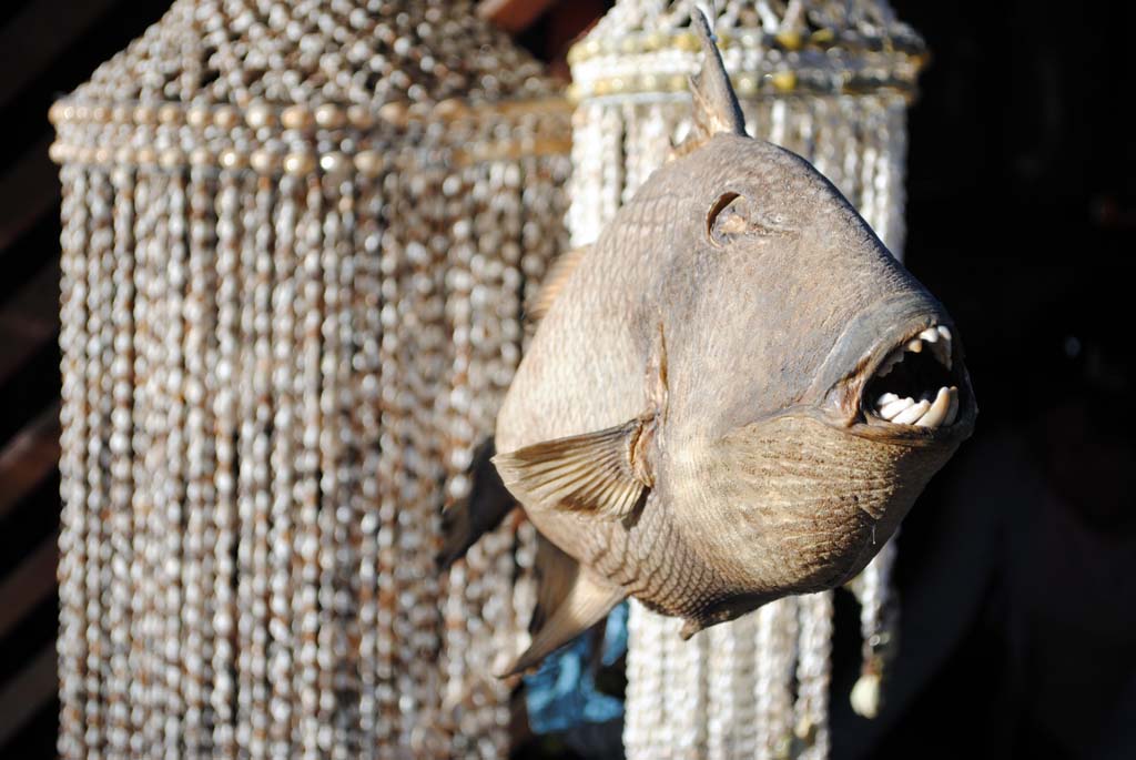 Not entirely sure why someone would want to buy a dried parrot fish, but hey.