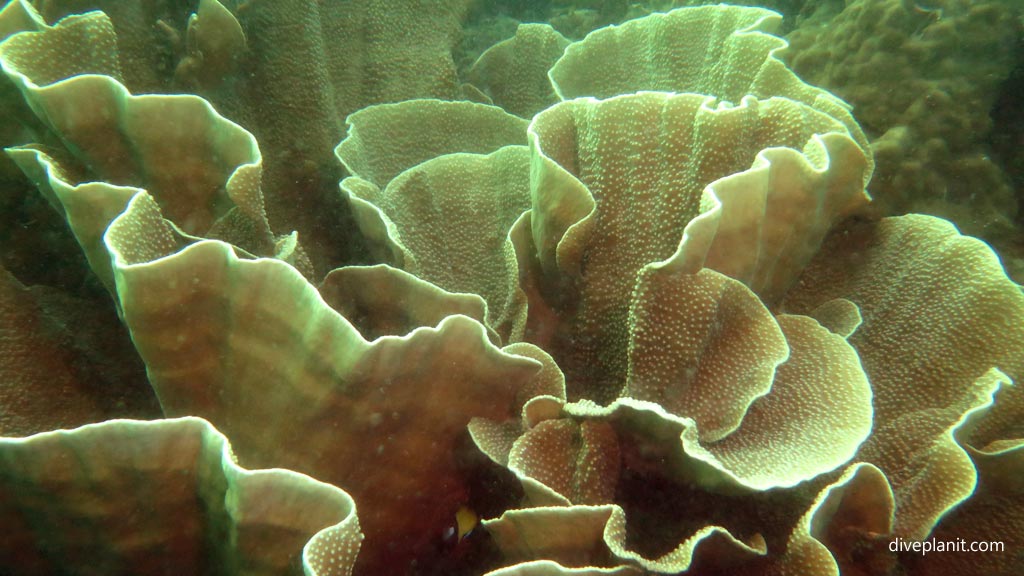 lettuce like plate coral at House Reef diving Moalboal Cebu in the Philippines by Diveplanit