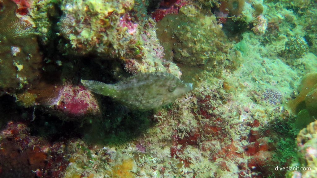 Bristle tailed filefish not bristling at House Reef diving Moalboal Cebu in the Philippines by Diveplanit