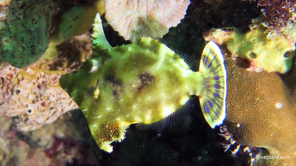 Bristle tailed filefish bristling at House Reef diving Moalboal Cebu in the Philippines by Diveplanit