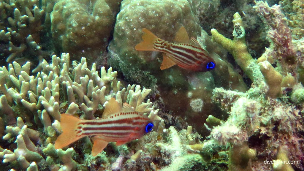 Split band cardinalfish at House Reef diving Moalboal Cebu in the Philippines by Diveplanit