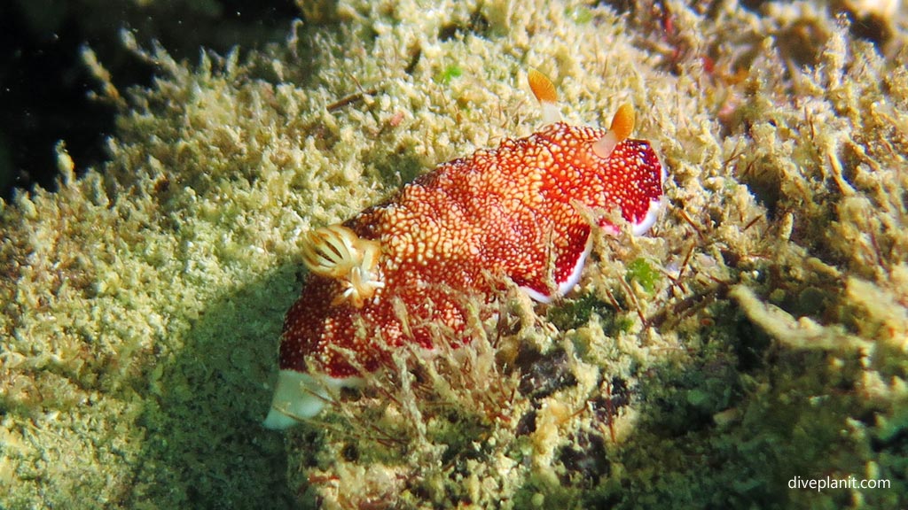 Reticulated Chromodoris at House Reef diving Moalboal Cebu in the Philippines by Diveplanit