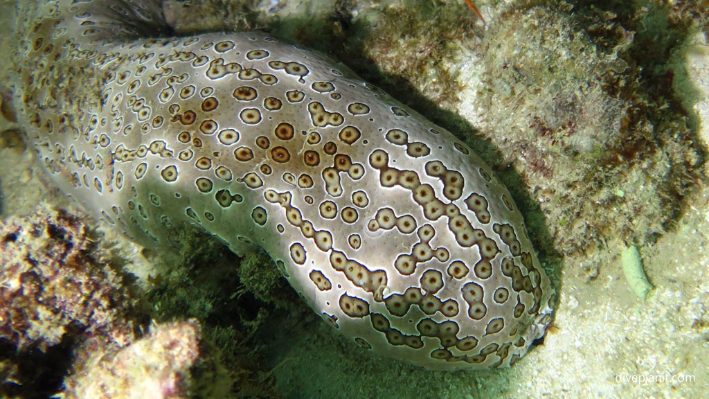 Seacucumbers bum at House Reef diving Moalboal Cebu in the Philippines by Diveplanit