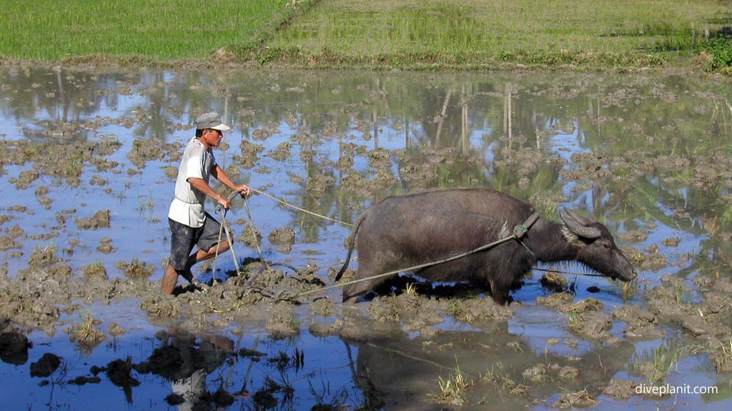 Water buffalo in paddy fields at the countryside diving Cebu in the Philippines by Diveplanit