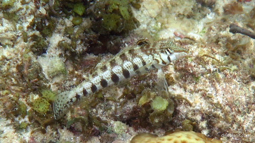 Sharpnose sandperch at House Reef diving Moalboal Cebu in the Philippines by Diveplanit