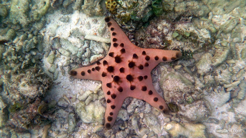 Chocolate Chip seastar at House Reef diving Moalboal Cebu in the Philippines by Diveplanit