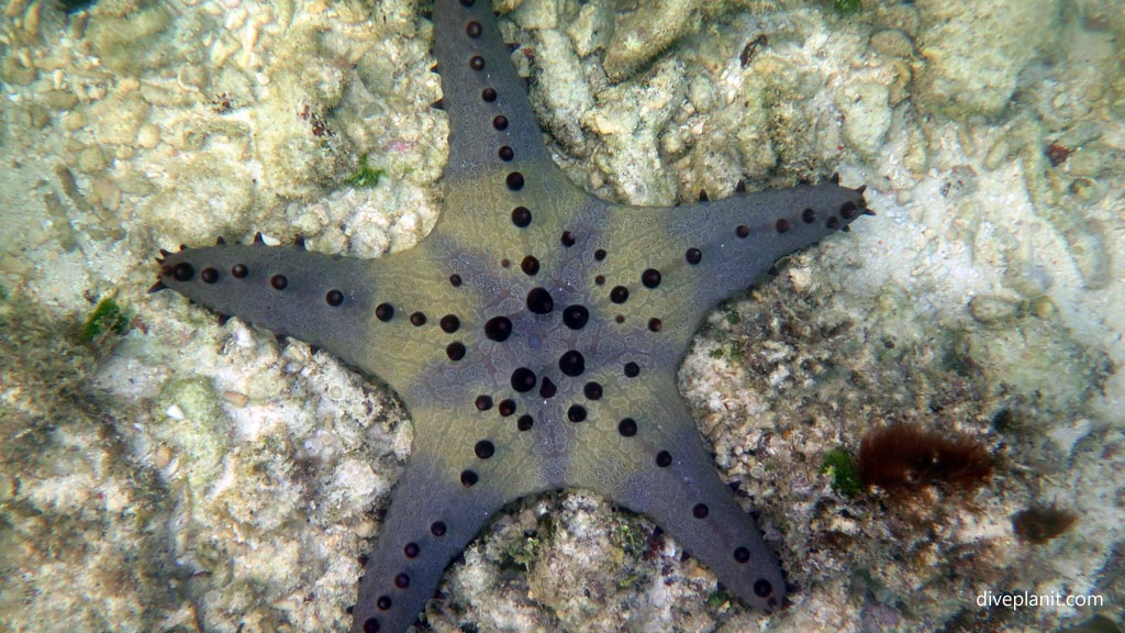 Chocolate Chip seastar also available in grey at House Reef diving Moalboal Cebu in the Philippines by Diveplanit