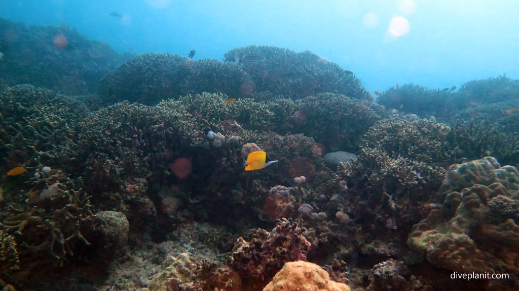 Hedgerows of branching corals at Magic Oceans House Reef diving Anda Bohol in the Philippines by Diveplanit