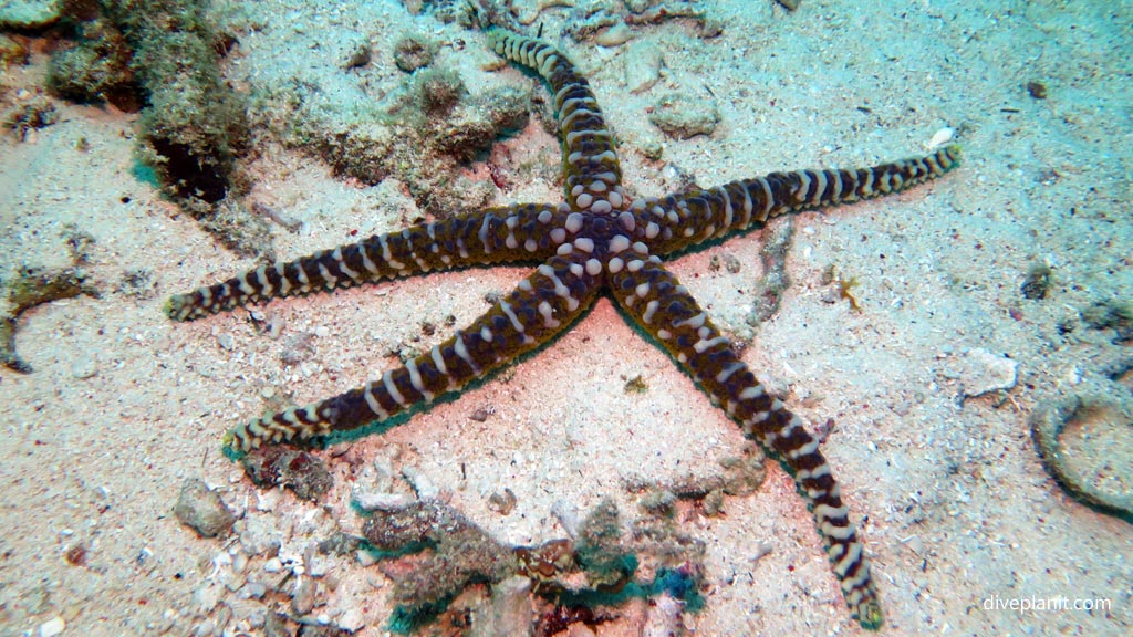 Variant Warty Seastar at Magic Oceans House Reef diving Anda Bohol in the Philippines by Diveplanit