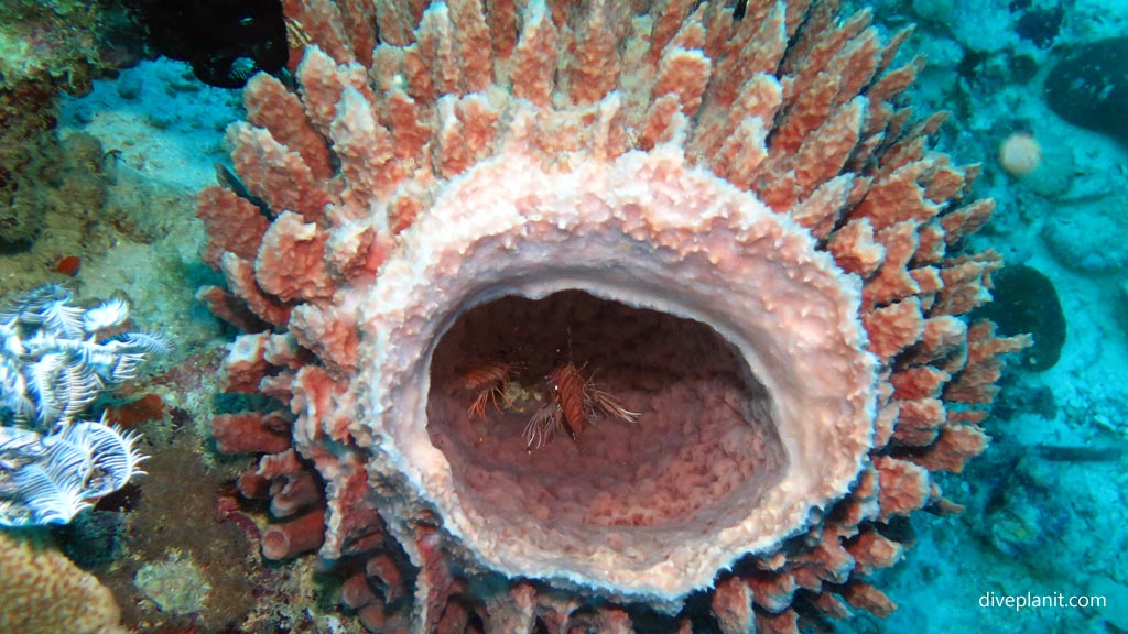 Shooting fish in a barrel at Magic Oceans House Reef diving Anda Bohol in the Philippines by Diveplanit