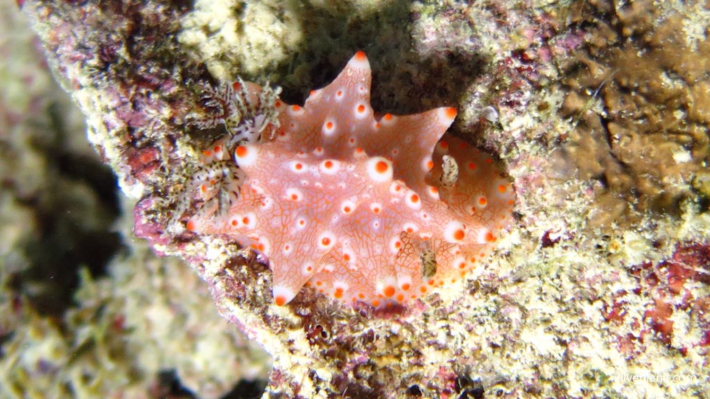 Batangas Halgerda at Magic Oceans House Reef diving Anda Bohol in the Philippines by Diveplanit