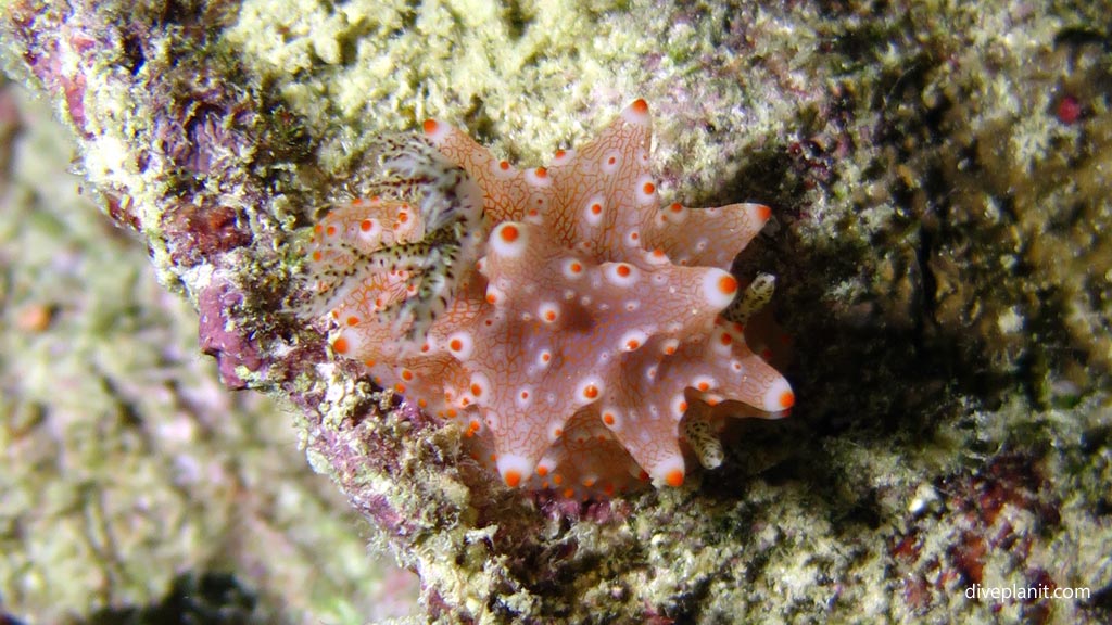 Batangas Halgerda at Magic Oceans House Reef diving Anda Bohol in the Philippines by Diveplanit