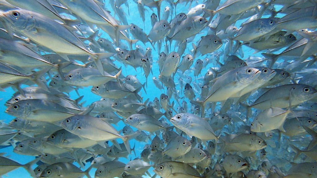 Swarm of Jacks at Club Paradise House Reef diving Busuanga Palawan in the Philippines by Diveplanit
