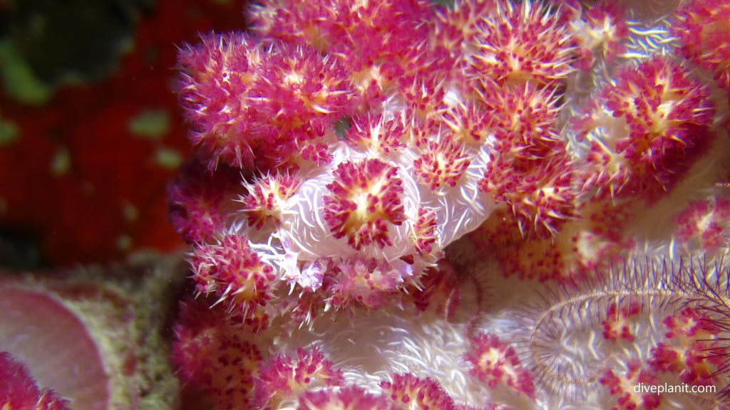 Symbiotic shrimp in a soft coral at Magic Oceans House Reef diving Anda Bohol in the Philippines by Diveplanit