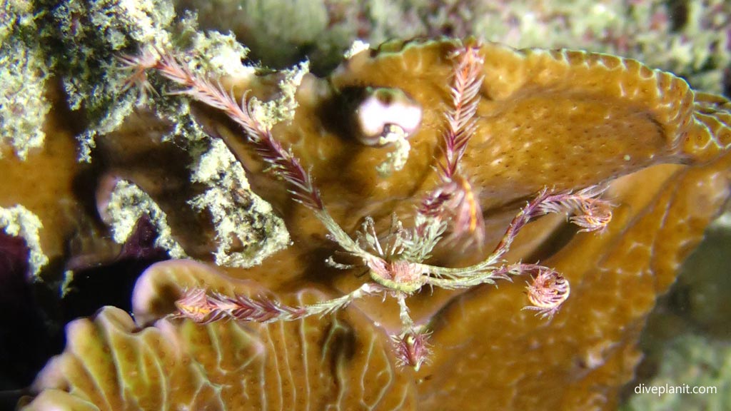 Juvenile featherstar at Magic Oceans House Reef diving Anda Bohol in the Philippines by Diveplanit