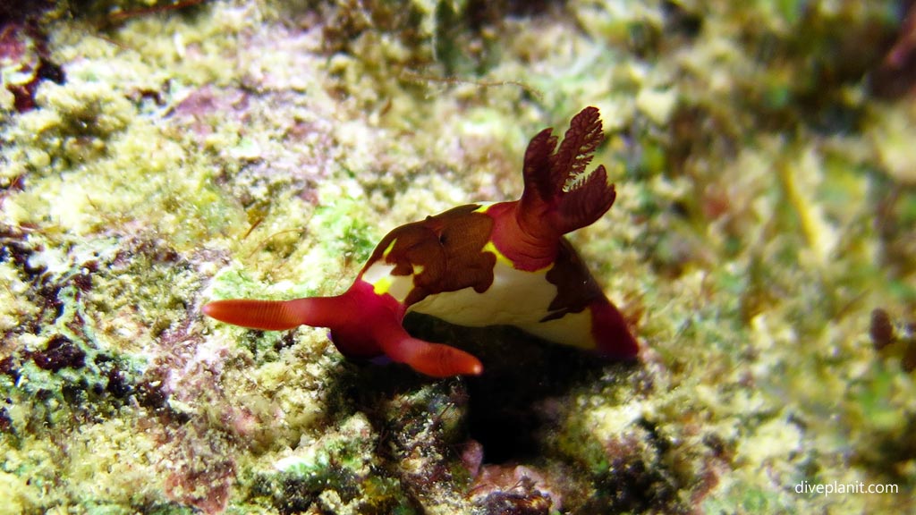 Chamberlain Nembrotha at Magic Oceans House Reef diving Anda Bohol in the Philippines by Diveplanit