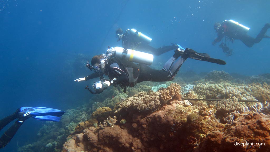 Coral Garden begins over the wall at Coral Garden diving Anda Bohol in the Philippines by Diveplanit